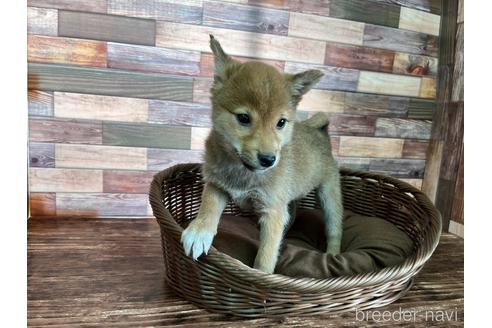 成約済の大分県の豆柴-165995の1枚目