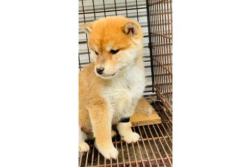 成約済の茨城県の柴犬-166017の1枚目