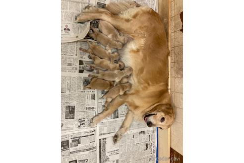 成約済の静岡県のゴールデンレトリーバー-166021の5枚目