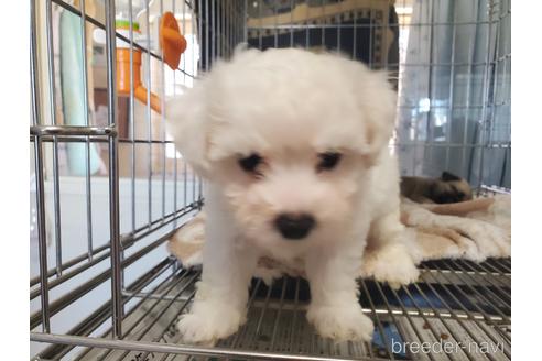 成約済の愛知県のビションフリーゼ-164334