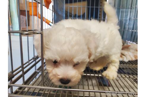 成約済の愛知県のビションフリーゼ-164334の6枚目