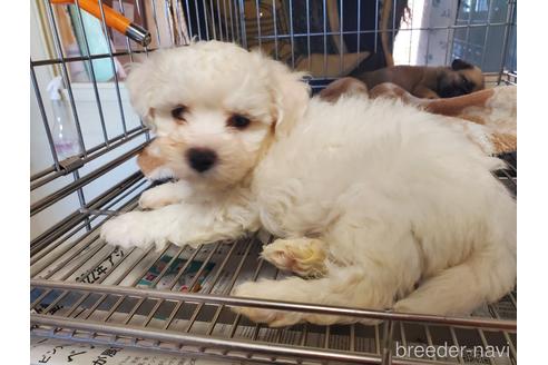 成約済の愛知県のビションフリーゼ-164334の4枚目