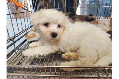 成約済の愛知県のビションフリーゼ-164334の5枚目