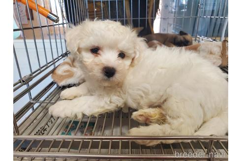 成約済の愛知県のビションフリーゼ-164334の2枚目