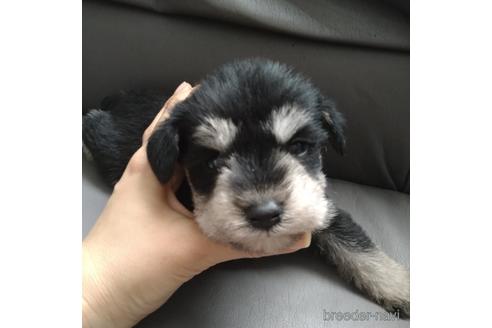 成約済の北海道のミニチュアシュナウザー-166033の1枚目