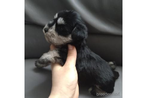 成約済の北海道のミニチュアシュナウザー-166033の3枚目