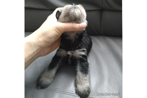 成約済の北海道のミニチュアシュナウザー-166033の2枚目