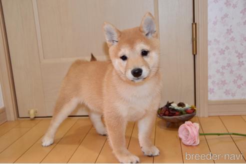 成約済の茨城県の豆柴-166036の5枚目