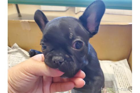 成約済の愛知県のフレンチブルドッグ-164350の1枚目