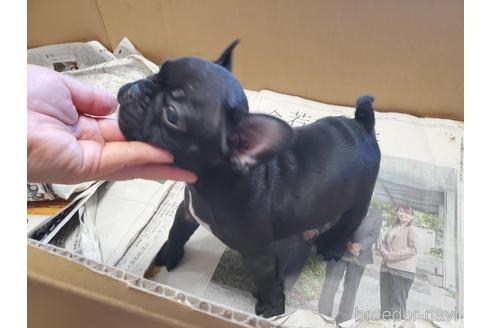 成約済の愛知県のフレンチブルドッグ-164350の5枚目