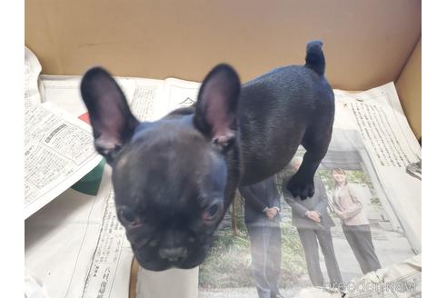 成約済の愛知県のフレンチブルドッグ-164350の3枚目
