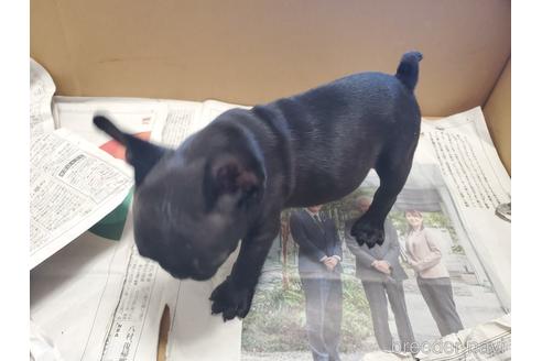 成約済の愛知県のフレンチブルドッグ-164350の2枚目