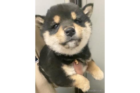 成約済の茨城県の豆柴-165251の3枚目