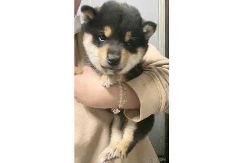 成約済の茨城県の豆柴-165251の4枚目