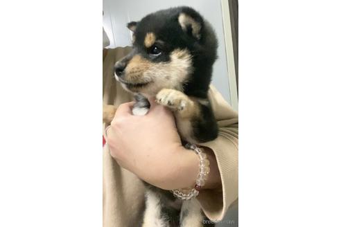 成約済の茨城県の豆柴-165251の5枚目