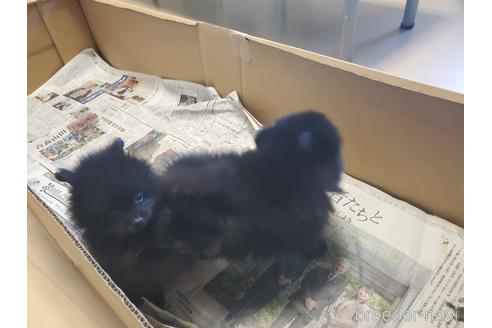 成約済の愛知県のポメラニアン-163358の9枚目