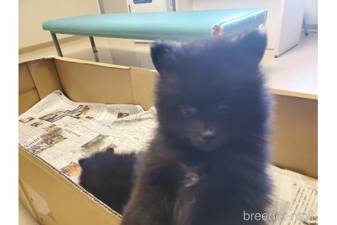 成約済の愛知県のポメラニアン-163358の8枚目