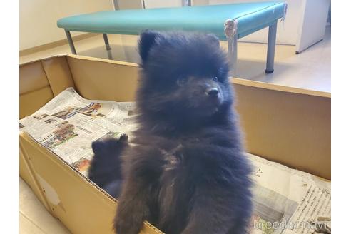 成約済の愛知県のポメラニアン-163358の1枚目