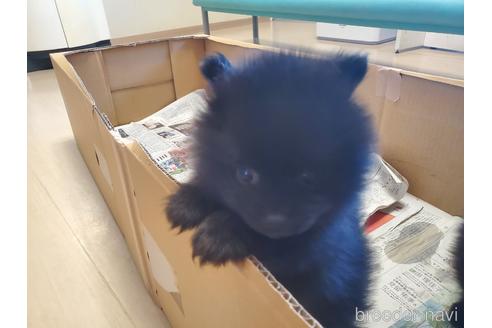 成約済の愛知県のポメラニアン-163358の7枚目