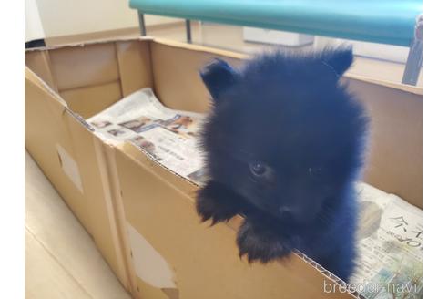 成約済の愛知県のポメラニアン-163358の5枚目