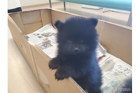 成約済の愛知県のポメラニアン-163358の6枚目