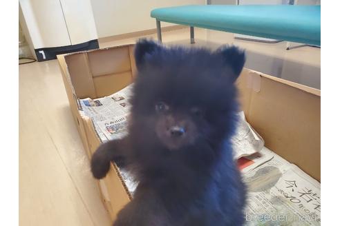 成約済の愛知県のポメラニアン-163358の4枚目