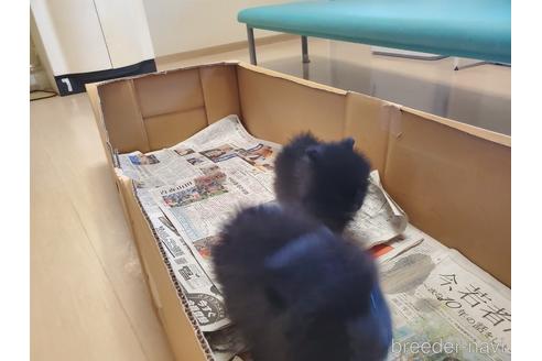 成約済の愛知県のポメラニアン-163358の3枚目