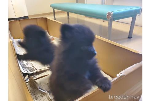 成約済の愛知県のポメラニアン-163358の2枚目