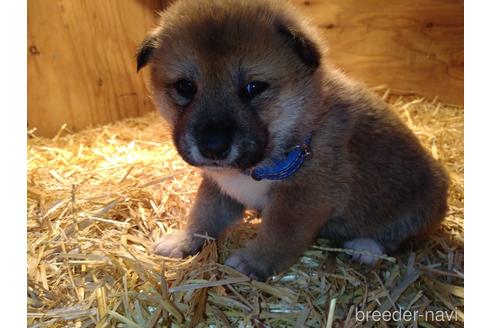 成約済の北海道の柴犬-164540の5枚目