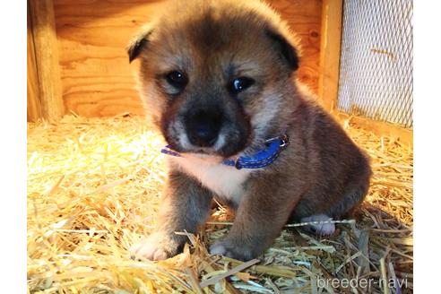 成約済の北海道の柴犬-164540の3枚目