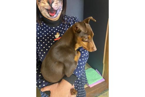 愛知県のミニチュアピンシャー ミニピン 男の子 21 08 03生まれ 元気いっぱいの甘ったれさん 子犬id ブリーダーナビ