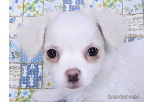 成約済の千葉県のチワワ(ロングコート)-161484