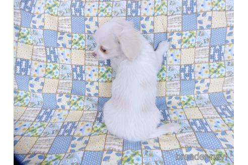 成約済の千葉県のチワワ(ロングコート)-161484の4枚目