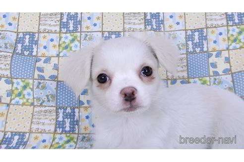 成約済の千葉県のチワワ(ロングコート)-161484の3枚目