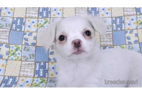 成約済の千葉県のチワワ(ロングコート)-161484の2枚目