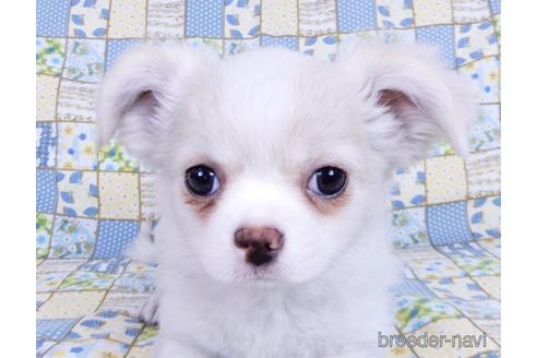 成約済の千葉県のチワワ(ロングコート)-161483の12枚目