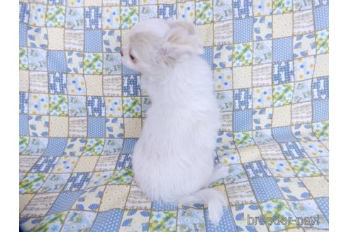 成約済の千葉県のチワワ(ロングコート)-161483の11枚目