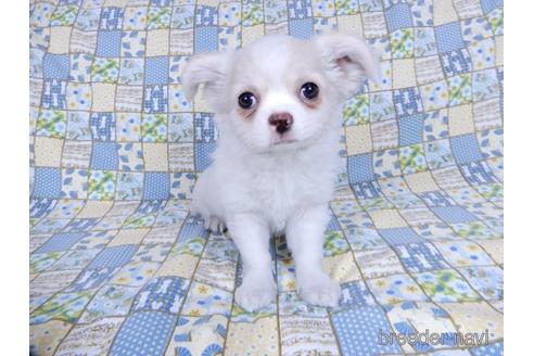 成約済の千葉県のチワワ(ロングコート)-161483の10枚目