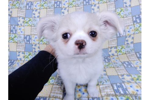 成約済の千葉県のチワワ(ロングコート)-161483の9枚目