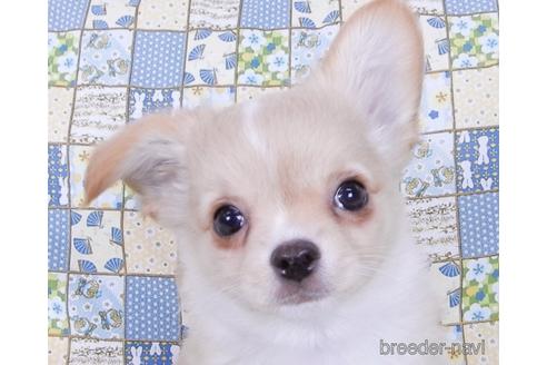 成約済の千葉県のチワワ(ロングコート)-161482の12枚目