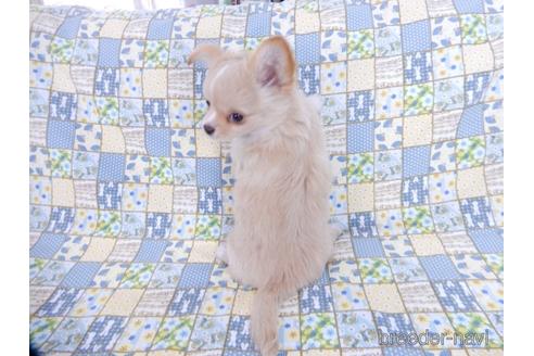 成約済の千葉県のチワワ(ロングコート)-161482の11枚目