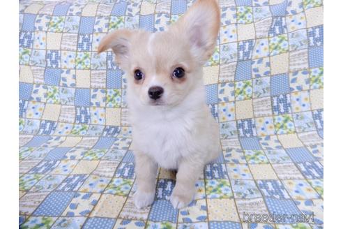 成約済の千葉県のチワワ(ロングコート)-161482の10枚目