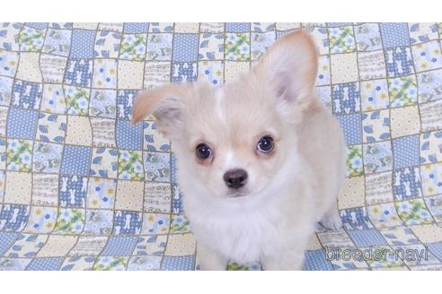 成約済の千葉県のチワワ(ロングコート)-161482の9枚目