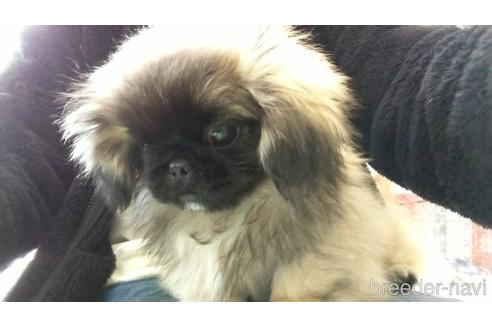 成約済の愛知県のペキニーズ-156042の9枚目