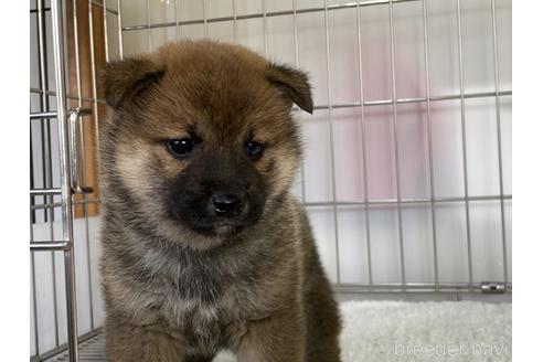 成約済の岡山県の柴犬-166094の1枚目