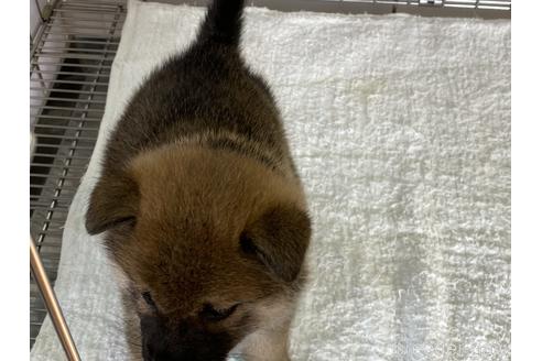 成約済の岡山県の柴犬-166094の4枚目