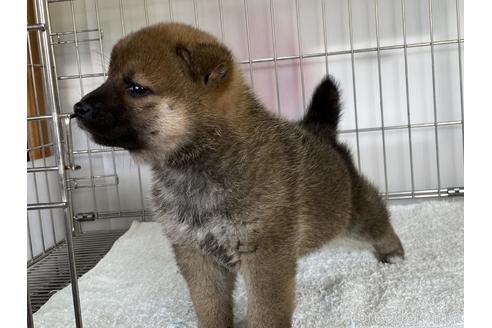 成約済の岡山県の柴犬-166094の3枚目