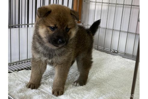 成約済の岡山県の柴犬-166094の2枚目