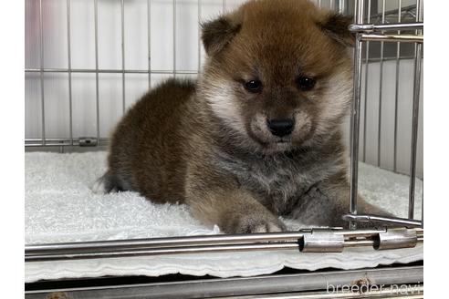 成約済の岡山県の柴犬-166095の1枚目