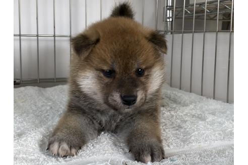 成約済の岡山県の柴犬-166095の5枚目